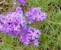 Image result for Verbena aristigera