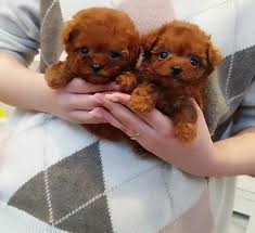Sahibinden Minyatur Toy Poodle