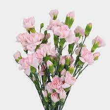 This photo is about petals, pink, vase. Mini Carnations Pink Flowers Wholesale Blooms By The Box