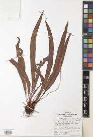 Image result for Elaphoglossum aubertii