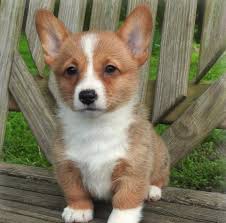 Corgi breeders zum kleinen preis hier bestellen. Corgi Puppies For Sale In Va Petswall