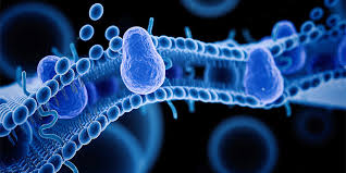 Image result for P-Glycoprotein