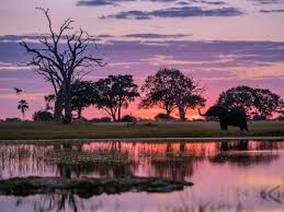 Iconic Hwange Sunset Zimbabwe African Sunrise Safari Photography Africa Sunset