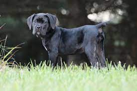 They will be puppy pad trained. Cane Corso Puppies For Sale San Rocco Cane Corso