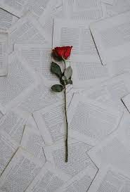 Check spelling or type a new query. 350 Red Rose Images Hq Download Free Pictures On Unsplash