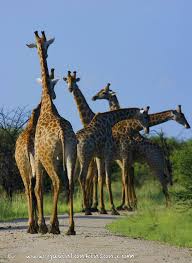 Journey In The Road Giraffe African Animals Animals Wild