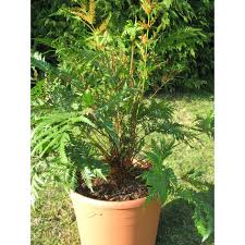 Image result for Todea