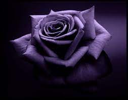 Gratis untuk komersial, bebas hak cipta. Tapete Mawar Hitam Gartenrosen Rose Stillleben Fotografie Blume Blutenblatt Rosenfamilie Lila Rosa Violett Pflanze 2055873 Wallpaperkiss