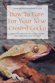 Crested Gecko Care Sheet Crested Gecko Crested Gecko Care Crested Gecko Habitat