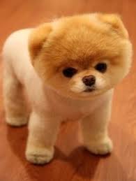 Razas de perros bonitos para regalar. 27 Ideas De Perro Boo Perro Boo Perros Bonitos Perros Lindos