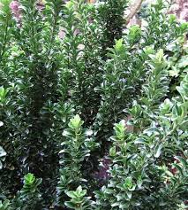 19 Of The Best Low Maintenance Shrubs For Creating Easy Care Hedges Fast Growing Evergreens Cool Plants Evergreen Shrub