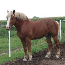 ↑ chronic progressive lymphedema (cpl) in draft horses // internet archive. Belgian Horse Belgian Horse Horses Draft Horses
