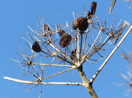 Image result for Fuirena bullifera