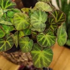 Image result for Begonia sonderiana