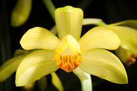 Image result for Phaius occidentalis
