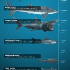 Shark Weight The Most Massive Sharks Visual Ly