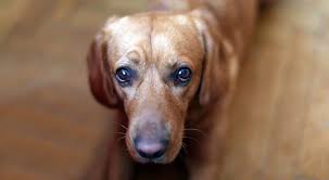 Perché il cane vomita giallo? Vomito Nel Cane Cause E Rimedi Perche Il Cane Vomita Giallo