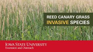 Check spelling or type a new query. Reed Canary Grass Invasive Species Youtube