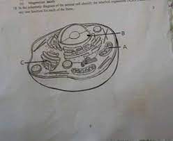 Check spelling or type a new query. U Messi Oride 18 In The Schematic Dism Of The Animal Cell Identify The Labelled Organelles