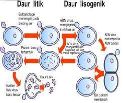 We did not find results for: Reproduksi Virus Pengertian Cara Strategi Bakteriofage