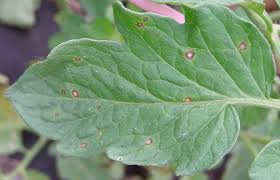 Image result for Septoria leaf spot of tomato