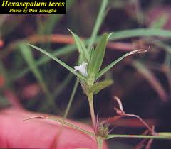Image result for Hexasepalum sarmentosum