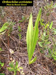 Image result for Orthochilus