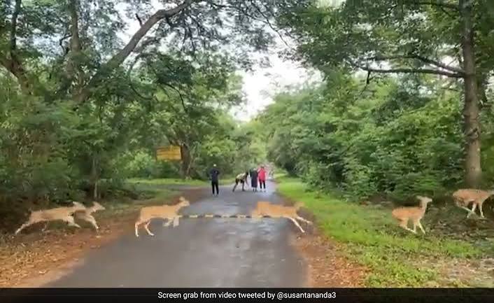 Watch: Herd Of Deer Prancing In Mumbai's Sanjay Gandhi National Park Delights Joggers
