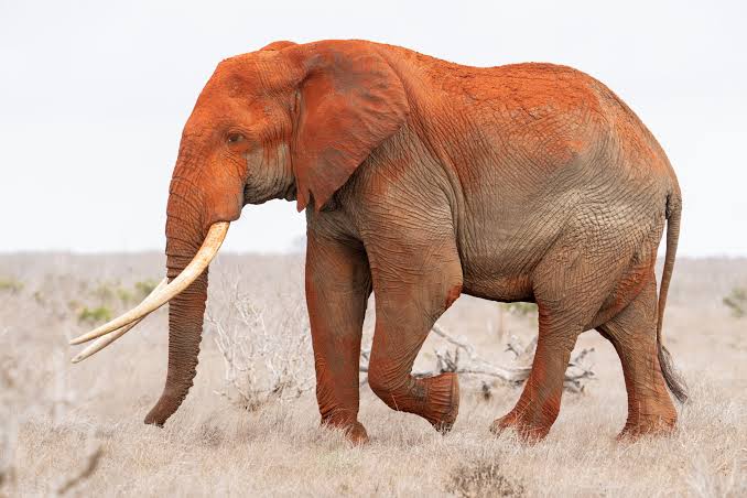 The anatomy of the African elephant - Tsavo Trust