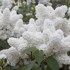 Maybe you would like to learn more about one of these? 25 White Japanese Lilac Seeds Extremely Fragrant Original Version Buy Online In Angola At Angola Desertcart Com Productid 68404467