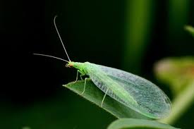 Ordering Live Beneficial Bugs By Mail Hgtv