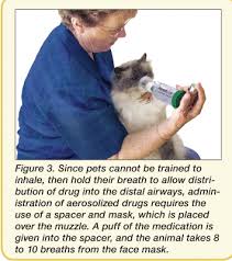 Inhalers may contain a steroid medication that reduces airway inflammation or a bronchodilator medication that opens the airways. Treatment Of Feline Lower Airway Disease Today S Veterinary Practice