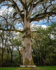 Ils veillent sur nos paysages, nos villages, nos mémoires 🌳. Chênes, hêtres, marronniers, frênes ou tulipiers : ces 13 arbres remarquables ont été sélectionnés pour représenter leur région au concours de @arbredelanneeofficiel