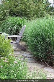 Image result for Panicum hochstetteri