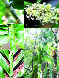 Image result for Flagellariaceae