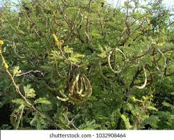 Image result for Acacia karroo