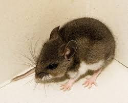 Hantaviruses in the americas are known as new world hantaviruses and may cause hantaviruses pulmonary syndrome (hps). Hantavirus 2021 News And Media Government Of Saskatchewan
