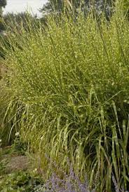 Image result for Miscanthus sinensis