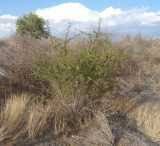 Image result for Helinus spartioides