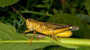 For designers who are exploring new shapes using generative algorithms, grasshopper® is a graphical. Starving Grasshoppers How Rising Carbon Dioxide Levels May Promote An Insect Apocalypse Science Aaas