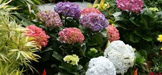 We did not find results for: Benih Tanaman Hias Indonesia Jadi Incaran Peneliti Asing Republika Online