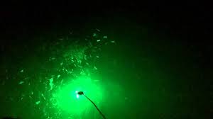 Green light causes fishing frenzy! South Padre Island! 27 S - YouTube