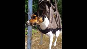 To do this, you will need approximately 8 2x4's cut to the most ideal height for you and your dog. Diy Grooming Sling Pattern And Tips Helpful How To Guide