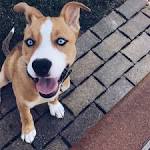 7 Facts about Pitbull & Husky Mix (A.K.A. Pitsky) - Animalso