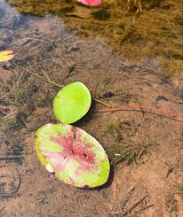 Image result for Brasenia