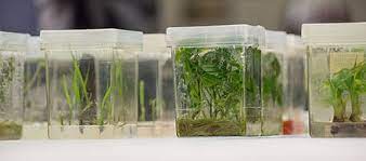 In this episode of the come together series, we look at the seed bank, a place whe. Seed Bank Wikiwand