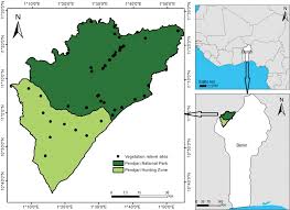 Image result for Andropogon pseudapricus