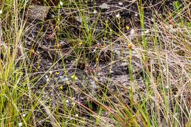 Image result for Crabbea nana