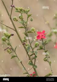 Image result for Hibiscus aponeurus