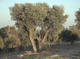 Recolter De Nuit Les Olives Par Aspiration Tue Emplois Entreprises Rse Normes Economie Et Biodiversite Article Humanite Et Biodiversite Ensemble Protegeons Le Vivant